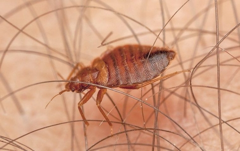 bed bug control