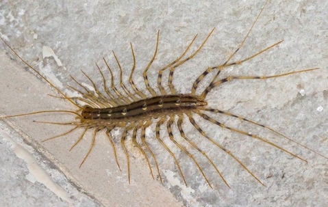 House centipede on bathroom tile