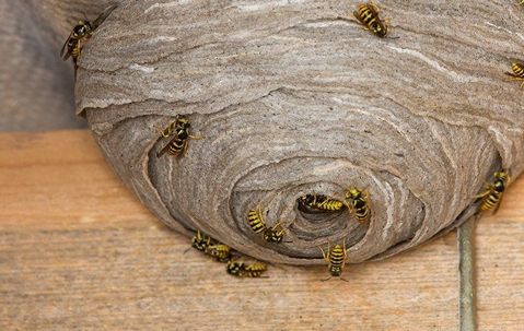 Wasp Nest