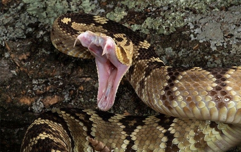 rattlesnake with mouth open and fangs out