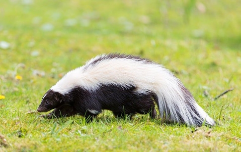 Big skunk in a back yard