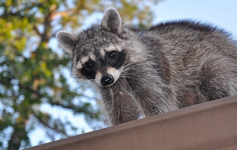 little raccoon up close