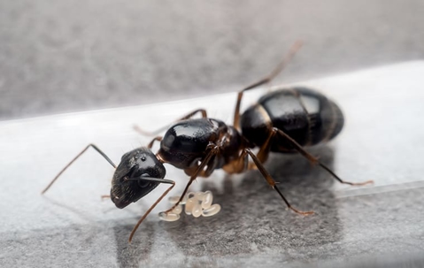 Carpenter ant control