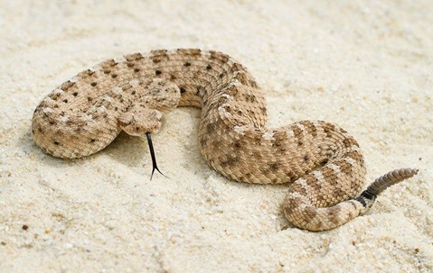 Rattlesnake in the sand