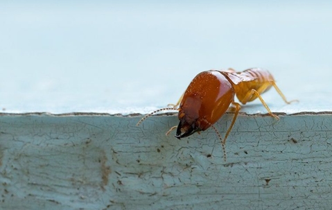 large termite on a painted blue board