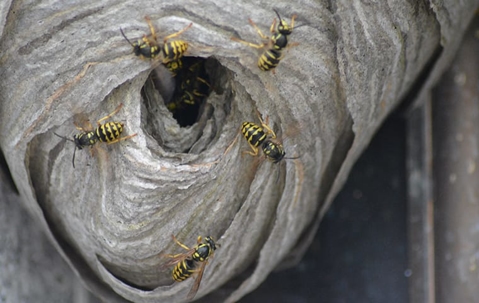 Yellow jacket wasp crawling