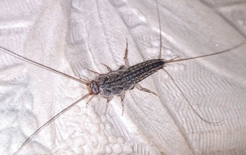 Get Rid Of Silverfish: Identification, Prevention & Removal