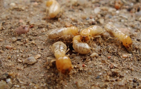 swarm of termites on the gravel ground