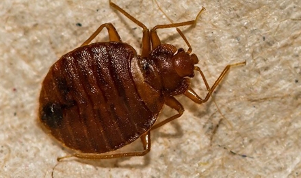 Bed Bug Control