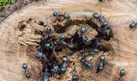 Carpenter Ant Control