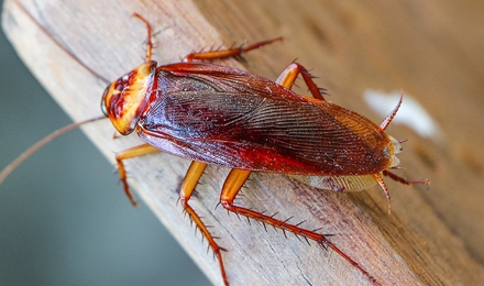 Cockroach Control
