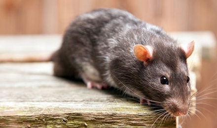 Rodent Control