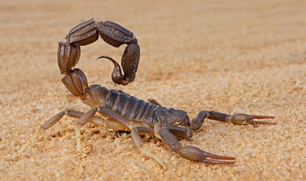Scorpion Control
