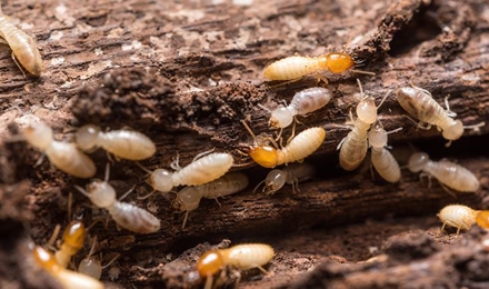 Termite Control