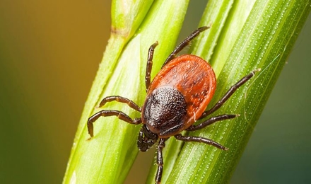 Tick Control