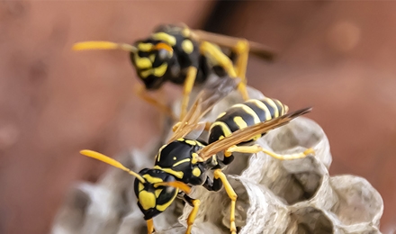 Wasp Control