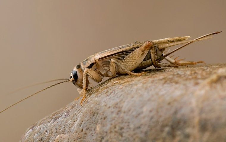 What Attracts Crickets In The House & How To Get Rid Of It?