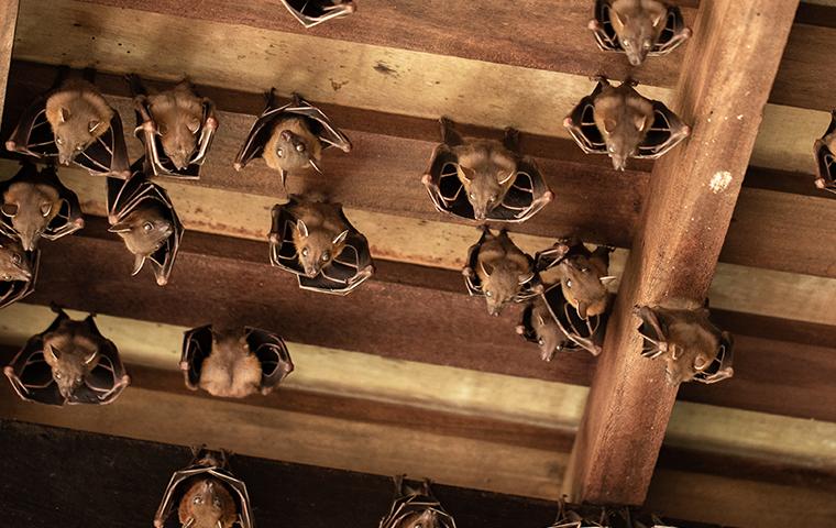 Get Rid Of Messy And Dangerous Bat Infestation | Accurate Pest Control