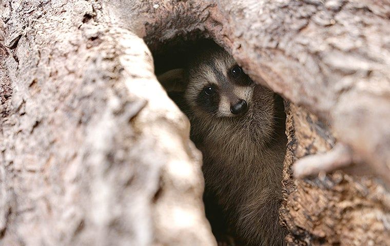 Are Raccoons Aggressive Towards Humans? | Accurate Pest Control