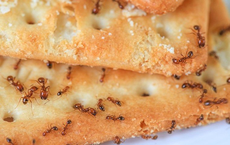 How To Eliminate Winter Ant Problems? | Accurate Pest Control