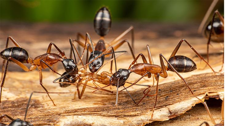 Ant Control