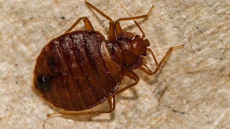 Bed Bug Control