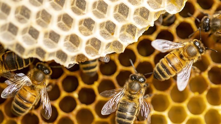 Bee Control