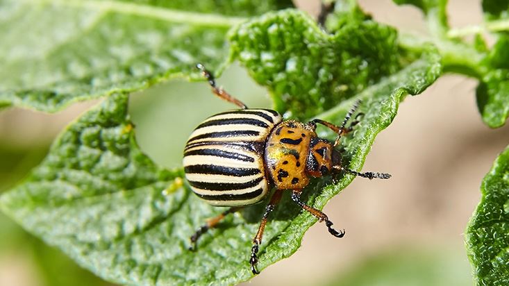 Beetle Control