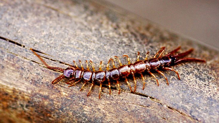 Centipede Control