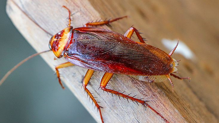 Cockroach Control