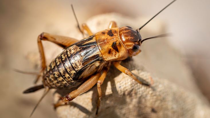 Cricket Control
