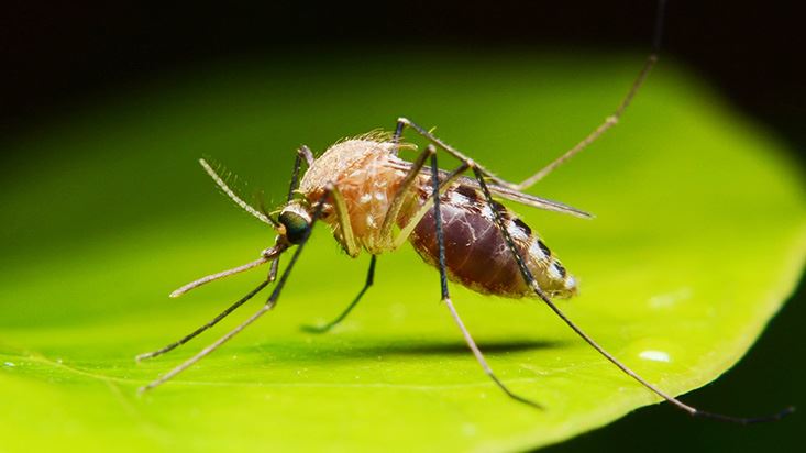 Mosquito Control