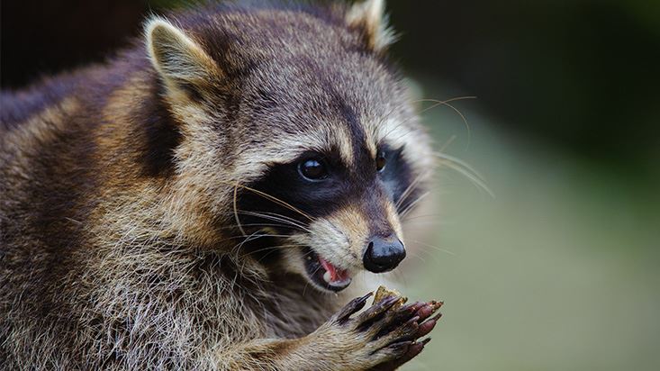 Wildlife
