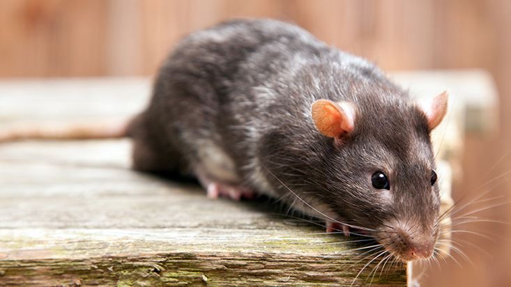 Rodent Control