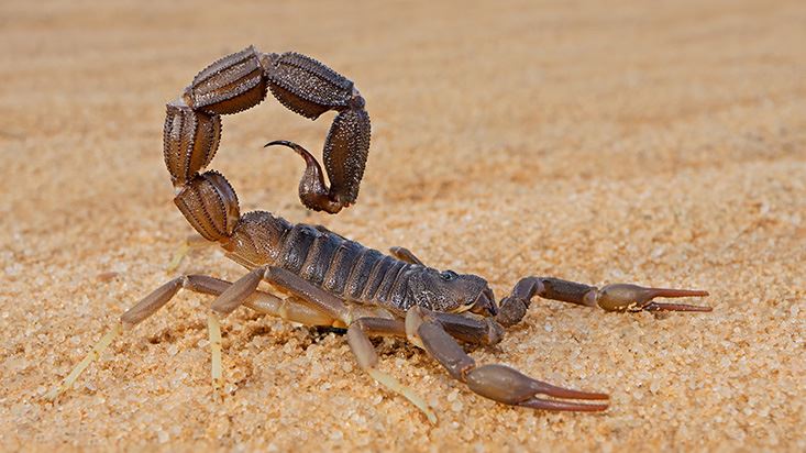 Scorpion Control