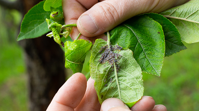 Aphid Control