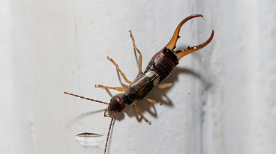 Earwig Control