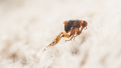 Flea Control