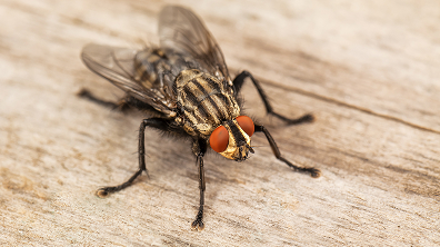 Fly Control