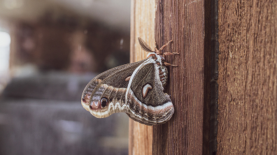 Moth Control