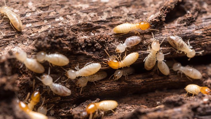 Termites