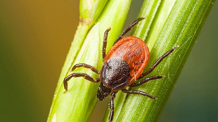 Tick Control