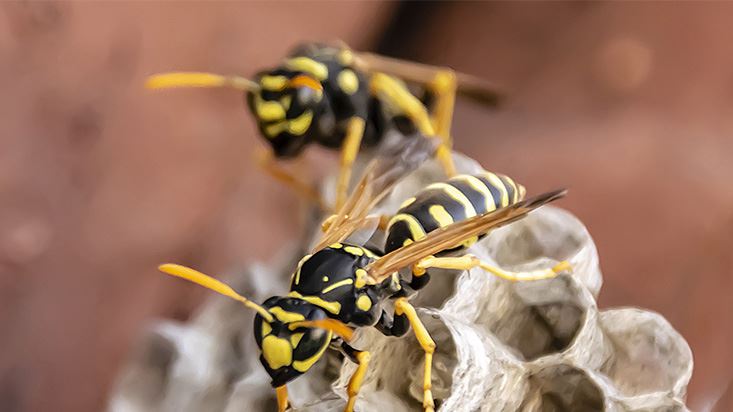 Wasp Control