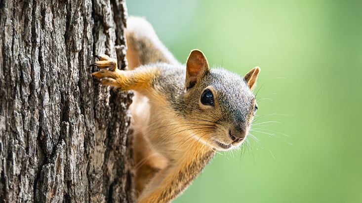 Wildlife Control